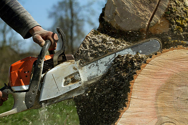 Best Tree Removal Near Me  in Arlington, WA